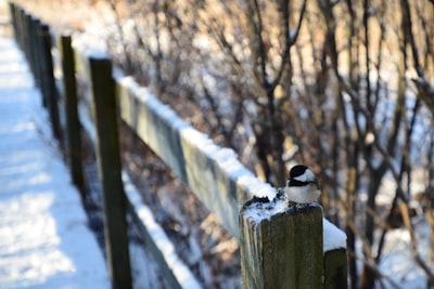 Wildlife spotting
