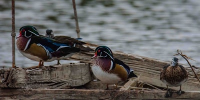 Birdwatching