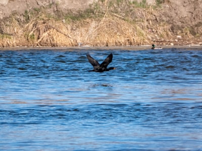 Wildlife spotting