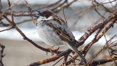 Birdwatching