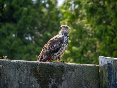 Birdwatching