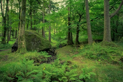 Nature interpretation
