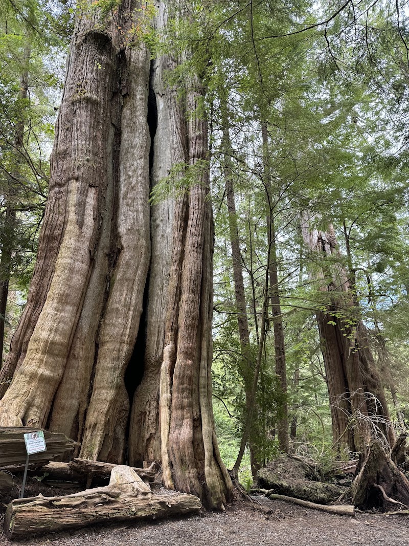 Ancient Cedars Loop Trail