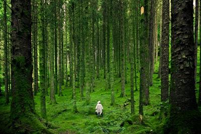 Forest bathing