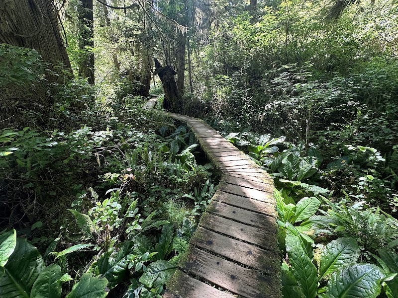 Rainforest Trail