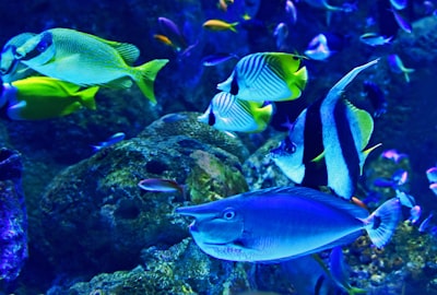 Marine life viewing