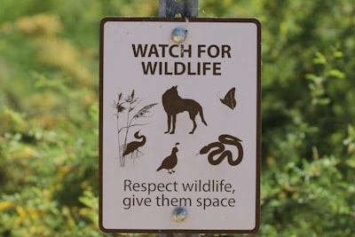 Wildlife viewing
