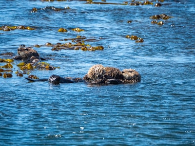 Whale watching tours