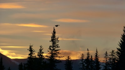Birdwatching