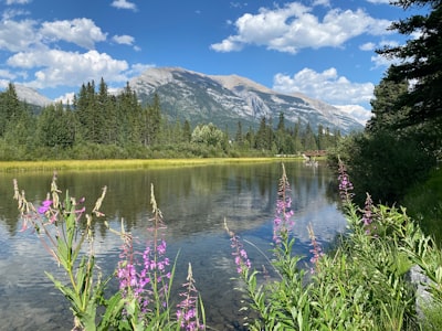 Wildflower viewing