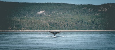 Beluga whale watching