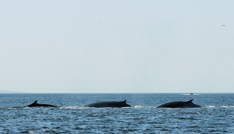 Saguenay-St-Lawrence Marine Park