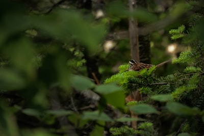 Birdwatching