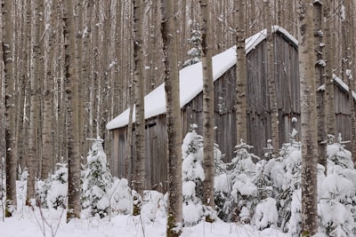 Cabin stays