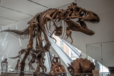 Explore dinosaur and natural history galleries