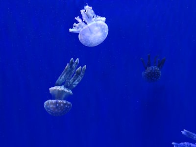 See jellyfish and coral exhibits