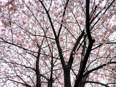 See cherry blossoms (spring)