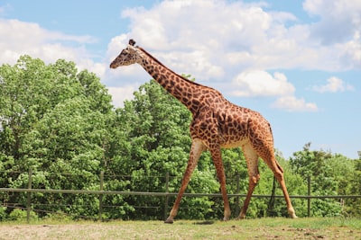 Walk animal exhibits and habitat trails