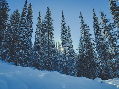 Seasonal forest walks