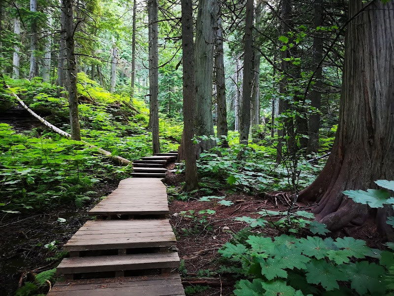 Giant Cedars Boardwalk Trail