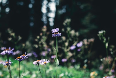 Wildflower viewing