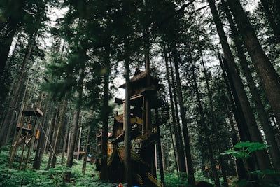 Forest walks