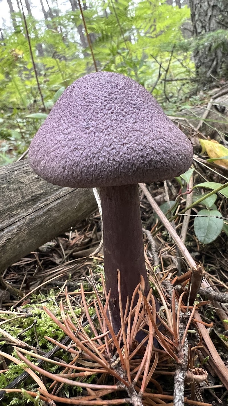 Belair Provincial Forest