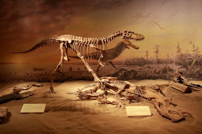 Exploring life-size dinosaur exhibits