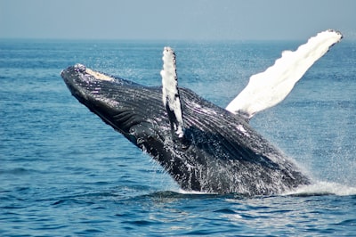 Whale watching