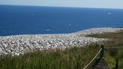 Birdwatching