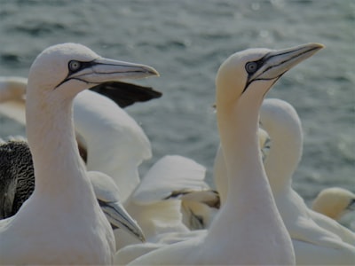 Gannet colony viewing