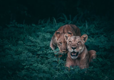 Wildlife photography