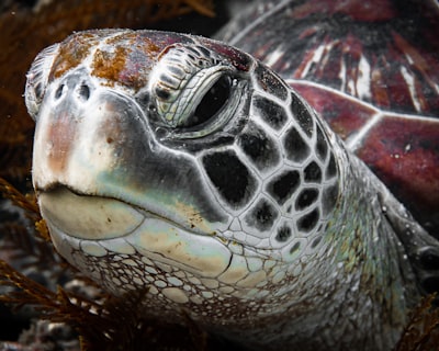 Photography of marine life
