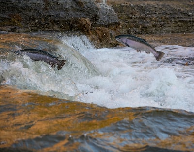 Salmon watching at Big Falls