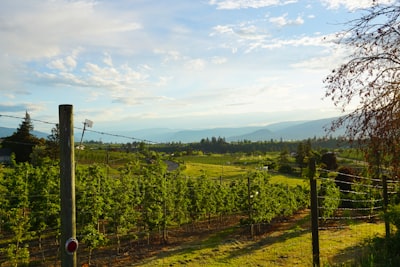 Vineyard walks