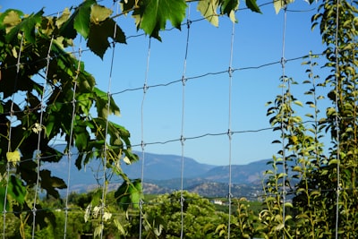 Photography of trestles and orchards