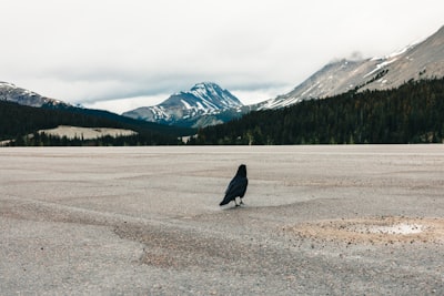 Birdwatching