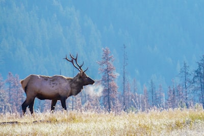 Wildlife watching