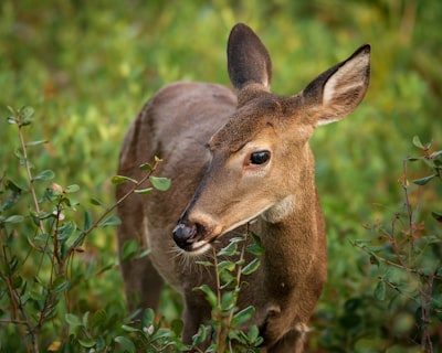 Ask for wildlife-sighting tips