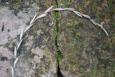 Nature interpretation