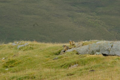 Wildlife spotting