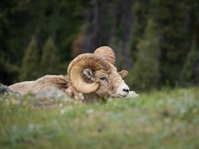 Nature observation