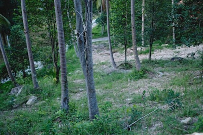 Nearby hiking