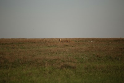 Wildlife watching