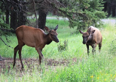 Wildlife watching