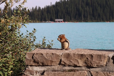 Wildlife viewing