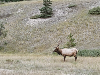 Wildlife spotting