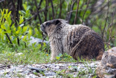 Wildlife and birdwatching