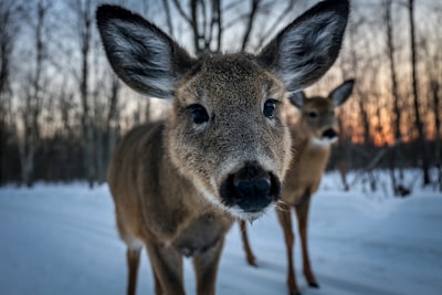Photography of wildlife and habitats