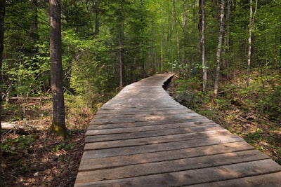 Walk the ecosystem trails